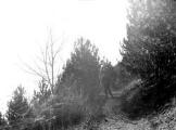 1 vue Torrent de la Sigouste, plantation de pins noirs