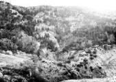 1 vue  - Torrent du Riou-Bourdoux, berges boisées en pins (ouvre la visionneuse)