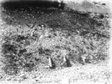 1 vue  - Torrent du Merdarel, troncs fossiles enfouis dans les berges (ouvre la visionneuse)