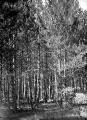 1 vue  - Reboisements de pins noirs âgés d\'une cinquantaine d\'années (ouvre la visionneuse)