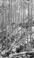 1 vue  - Éclaircie en cours dans un reboisement de pins âgés d\'une cinquantaine d\'années - Production d\'étais de mines (ouvre la visionneuse)