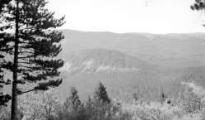 1 vue  - Vue générale du chemin de Jubéo - Reboisements en pins noirs et taillis de hêtres préexistants à la partie supérieure (ouvre la visionneuse)