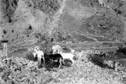 1 vue  - Rivière du Drac, les Fermonds, crues des 25/28 Septembre 1928 (ouvre la visionneuse)
