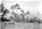 1 vue  - Forêt communale (pins sylvestres) (ouvre la visionneuse)