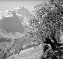 1 vue  - Les glaciers de la Meije et du Rateau, vue prise de Villar-d\'Arène (ouvre la visionneuse)