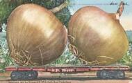1 vue  - A carload of onions from… San JoséM. Mitchell, San Francisco (ouvre la visionneuse)