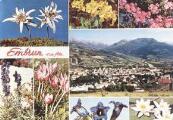 1 vue  - Vue générale et photos de divers fleursSociété des éditions de France, Marseille (ouvre la visionneuse)