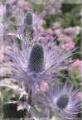 1 vue Jardin Botanique Alpin du Lautaret. Eryngium alpinum L. (Chardon bleu des Alpes), aussi appelé Panicaut des Alpes ou Reine des Alpes. Protection nationaleLa Station Alpine Joseph Fourier