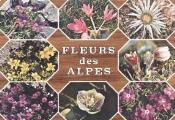 1 vue  - Fleurs des Alpes. Diverses fleurs en médaillonGM, Milano (Italie) (ouvre la visionneuse)
